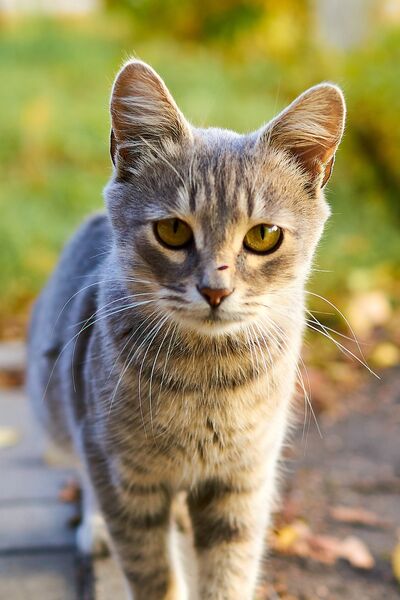 Eine graugetigerte Katze steht draußen auf einem Weg mit Herbstlaub.