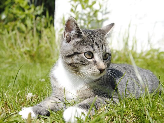 Eine grau-getigerte Katze liegt im Gras.